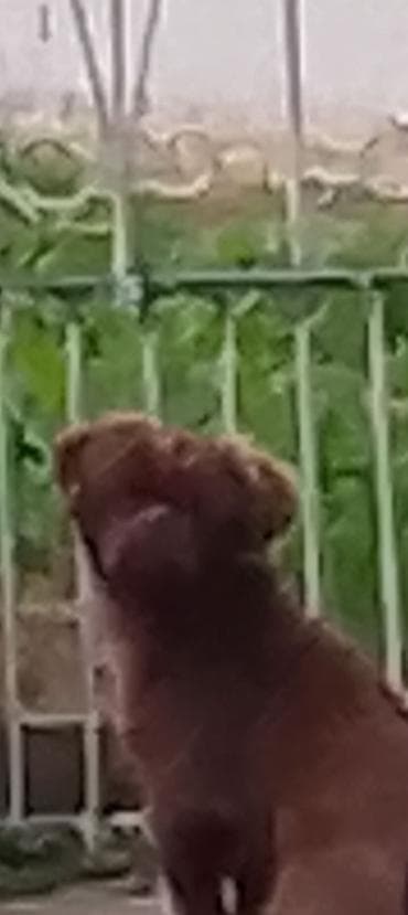 american bully psi: Mali pas – braon dugačka dlaka - Rasa/tip: mali dekorativni pas sa — 4