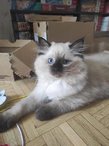 Ragdoll mačići – blue point rođeni 02.04. - Prelepi ragdoll mačići sa