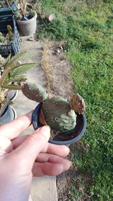 buket sa slatkisima: Kaktusi – više vrsta (Opuntia i Mammillaria) - Opuntia (indijske — 10