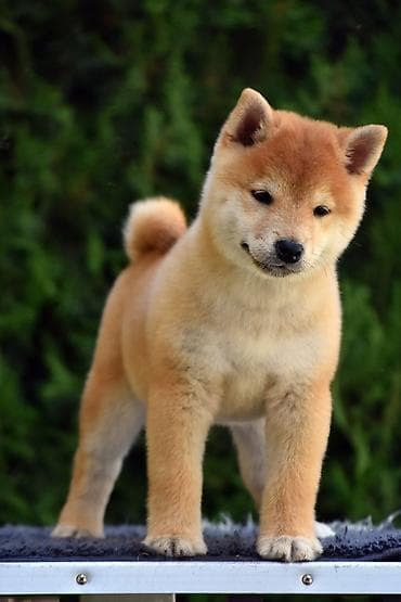 staford kuce: NEW "MINMIGORA' S" litter "Minmigora' s" Shiba Inu kennel present new — 5
