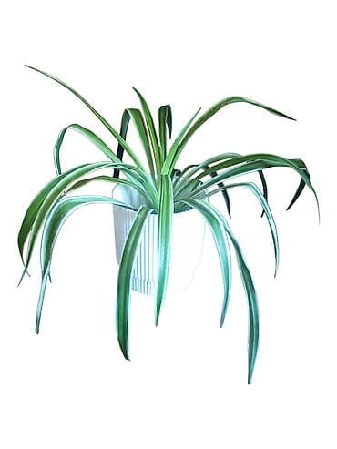 biljka adam zuti listovi: Zeleni ljiljan (Chlorophytum comosum) u saksiji fi 12cm - Dekorativna — 1