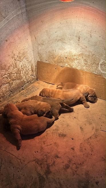 Pets & Animals: Na prodaju prelepi štenci bordoške doge. U ponudi 3 ženke i 2 mužjaka — 4