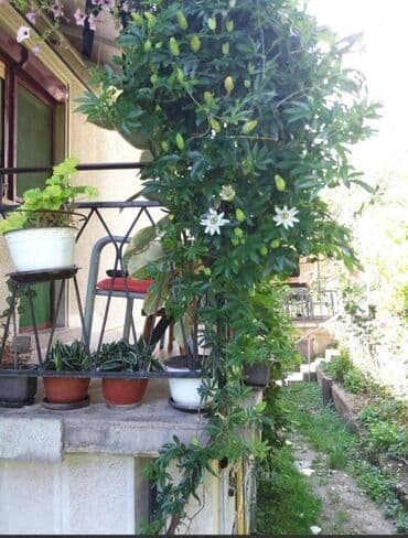 lidl polica za cvece: Cveće Hristov Venac Hristov venac Passiflora caerulea spada u red — 5