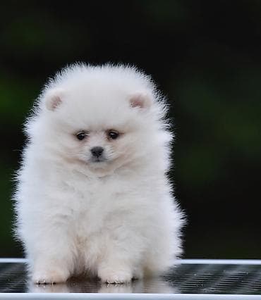 boa srbija: Pomeranac Boo. Štenci pomeranca vrhunskog porekla, kratkih njuškica — 4