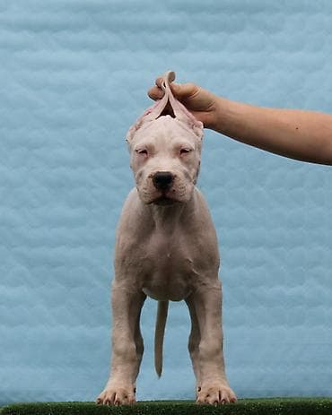 sorcamajicatorbica na poklon: Legle dogo argentino štenaca Sa ponosom predstavljamo vrhunsko leglo — 10