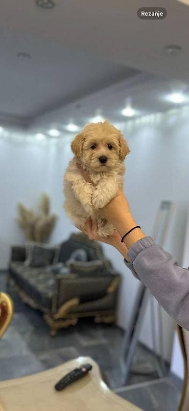 Maltipoo vrhunske genetike u registrovanoj odgajivacnici Bahu Djokovic