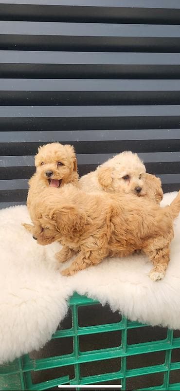 štenci na poklon: Bipoo štenci, oba pola. Majka kovrzavi bison, a otac crvena toj pudla — 6