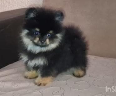 njuškalo psi štenci: Pomeranac muzjak,black and tan boje. Ociscen od unutrašnjih parazita — 3