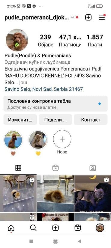 ovcarski psi: Odgaivacnica ekskluzivnih pomeranaca i pudli registrovana u FCI savezu — 10