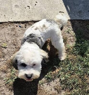 stenci na poklon beograd: Maltipoo štenci MALTIPOO štenci izuzetnog kvaliteta i izgleda, veoma — 10