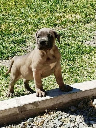 psi: Kane Korso štenci Odgajivačnica Cane Corso Kennel Heavenly Kingdom FCI — 3