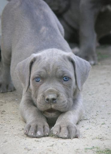 mali psi za udomljavanje: Cane Corso štenci U ponudi veoma perspektivni štenci iz različitih — 4