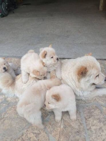 psi na poklon pancevo: Chow chow-cau cau! stenad najlepsi poklon otac m- lav chsrb 3x caca — 2