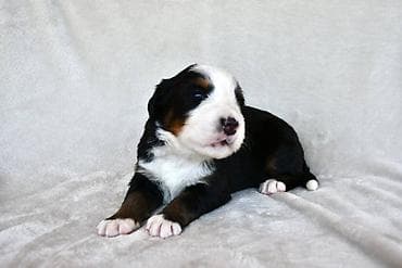 psi na poklon cacak: Bernski planinski pas Najbolji pas za porodicu spremni za rezervaciju — 3