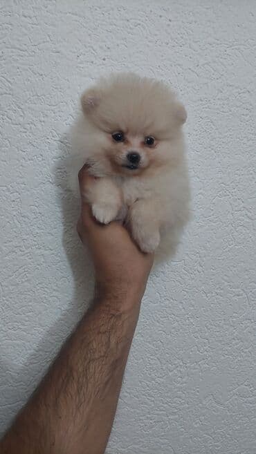 njuškalo psi na poklon labradori: 🐻🧸💎#pomeranianboo #pomeranian #pomeranianlove #pomeraniansoftiktok — 7
