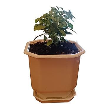 isusova suza biljka: Mini (sitnolisti) bosiljak u saksijama – mlade sadnice Za vašu — 3