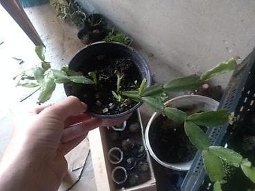 Ljubičice: Ne diraj me 400 dinara — 1