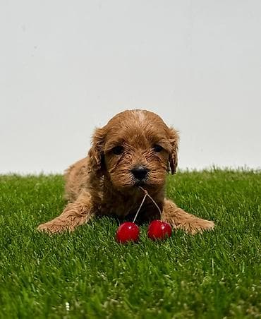 crvene pudle cena: Cavapoo-Kavapu (cavalier king charles spaniel + pudla) Cavapoo, u — 6