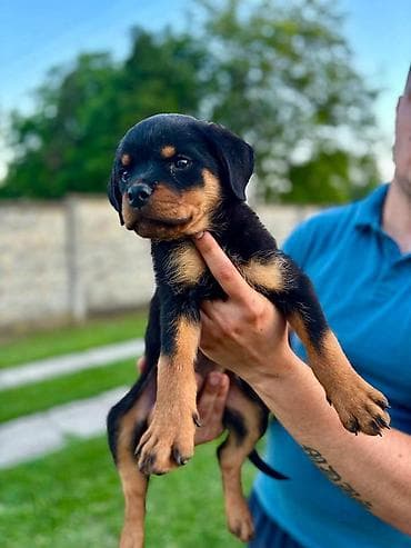 Dogs: R O T V A J L E R štenci, spremni za nove domove, oštenjeni 12. 04 — 7