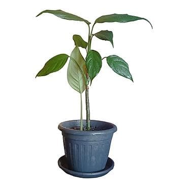 Sobna biljka – Aglaonema (Chinese Evergreen) u saksiji fi17cm -