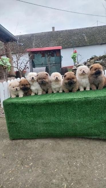 najjeftiniji psi: Chow chow-cau cau! stenad najlepsi poklon deci otac m- lav chsrb 3x — 2