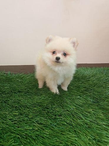 bul terijer mini: Pomeranski špic – štenci - Rasa: pomeranski špic (mini/spic tip) - — 4
