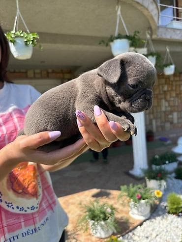 francuski buldog fluffy: Francuski buldog štenci egzoticnih boja veseli umiljati strucno — 2
