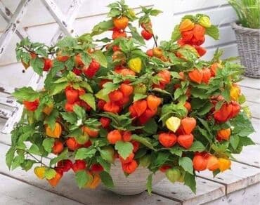 bure za navodnjavanje: Peruanska jagoda, Andska jagoda Physalis peruviana Cena:450 din/15 — 1