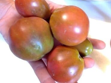 Sve za vikendicu i baštu: Seme paradajza! Crveni jabučar Žuti jabučar Narandžasti jabučar — 18