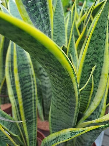 jasmin cvece slike: Sanseverije, velike biljke sa prve, druge i trece slike su 3500 — 4