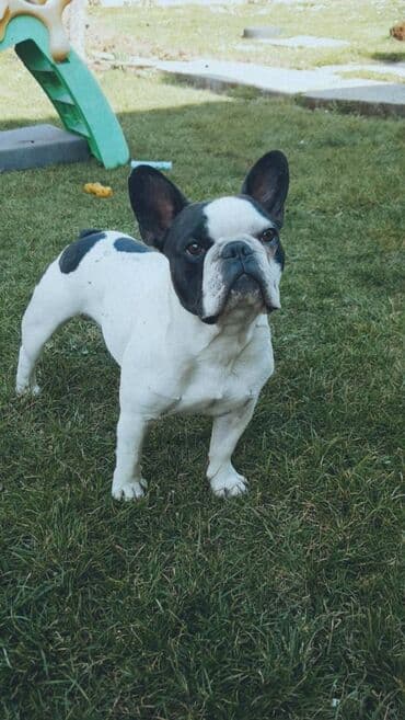 Dostupan mužjak francuskog buldoga za parenje. Poseduje kompletnu