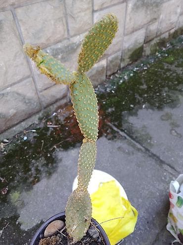 sobni puzavac: Opuncija “Bunny ears” (Opuntia microdasys) u saksiji - Sukulent sa — 1