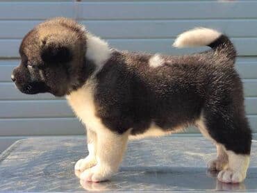 psi na poklon zrenjanin: Američka Akita, štenci Odgajivacnica TOP WINNER PUPPY sa ponosom — 4