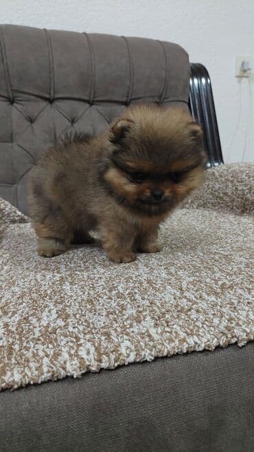 Donji delovi trenerke: Pomeranski špic (štenci) mužjak i ženka uskoro spremni za preuzimanje — 3