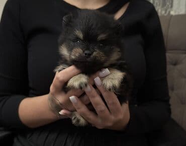 Donji delovi trenerke: Pomeranski špic (štenci) mužjak i ženka uskoro spremni za preuzimanje — 1