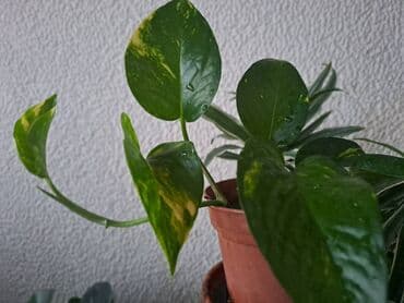 predsoblja slike: Orhideje sa prvih sest slika su 600, Sanseverije sa sedme, osme i — 15