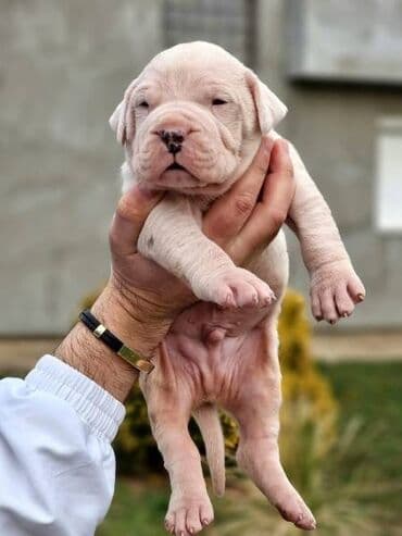 bela i buldozi: Slobodan za parenje!! Mužijak Dogo Argentino, izuzetno kvalitetnog — 7