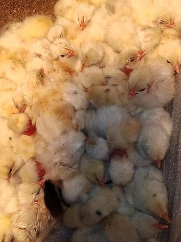 prodaja pasa zajecar: Prodaja jednodnevnih pilica leghorn — 1