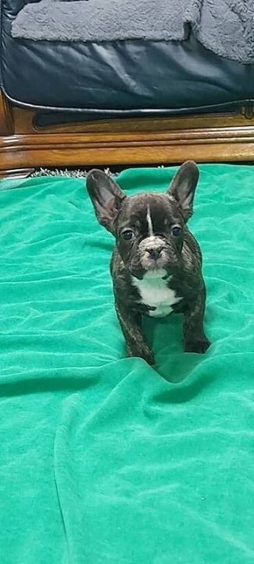 štenci nemačkog ovčara: Francuski buldog štenci egzotičnih boja veseli umiljati, stručno — 5