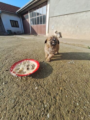 vucijak stenci: Štenci malih rasa – pahuljasti, kratkodlaki i dugačkodlaki tip - — 5