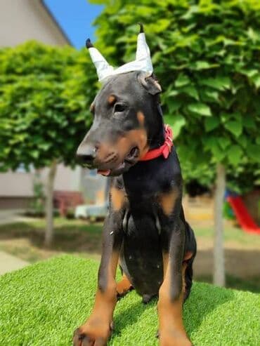 Psi: Doberman mužijaci Oštenjeni 25.05 Vakcinisani revakcinisani Šabac — 4