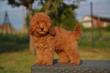 Pets & Animals: Toy pudle Odgajivacnica "Team AS Trajkovic" u ponudi ima prelepe toy — 1