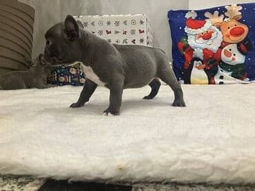 Psi: Francuski buldog štenci plave boje. Vakcinisani, spremni za novi dom — 1