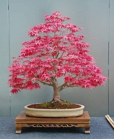 mini motorne testere: Sakura Bonsai mini japanska trešnja seme
Cena: 650din/5 semenki — 5