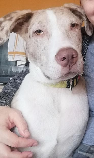 bul terijer mini: Miki traži dom. Mešanac je u tipu pit bula. Ima 10 meseci, vakcinisan — 1