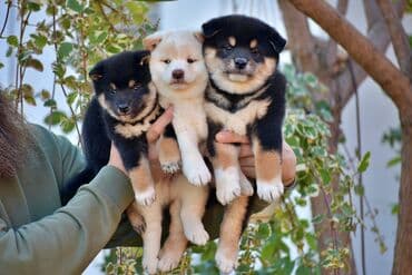 Ptice: NEW "MINMIGORA' S" litter "Minmigora' s" Shiba Inu kennel present new — 2