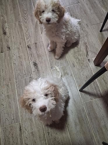 labrador psi: Rasni štenci – rase Lagotto Romagnolo (belo–braon) oznaka, mekanog — 3