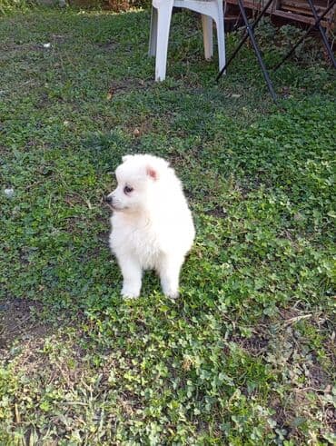 Psi: Beli pomeranski spic . Musko stene ciscen je vise puta od parazita i — 2