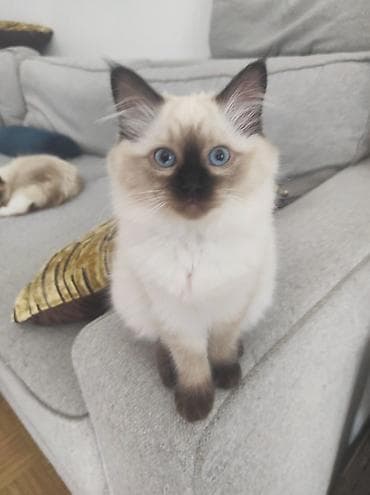 poklanjam mace: Ragdoll mačići – blue point rođeni 02.04. - Prelepi ragdoll mačići sa — 2