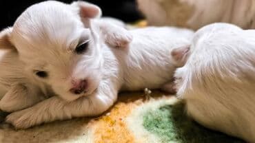 engleski buldog crni: Mali beli štenci – verovatno rase maltezer ili sličnog tipa — 3